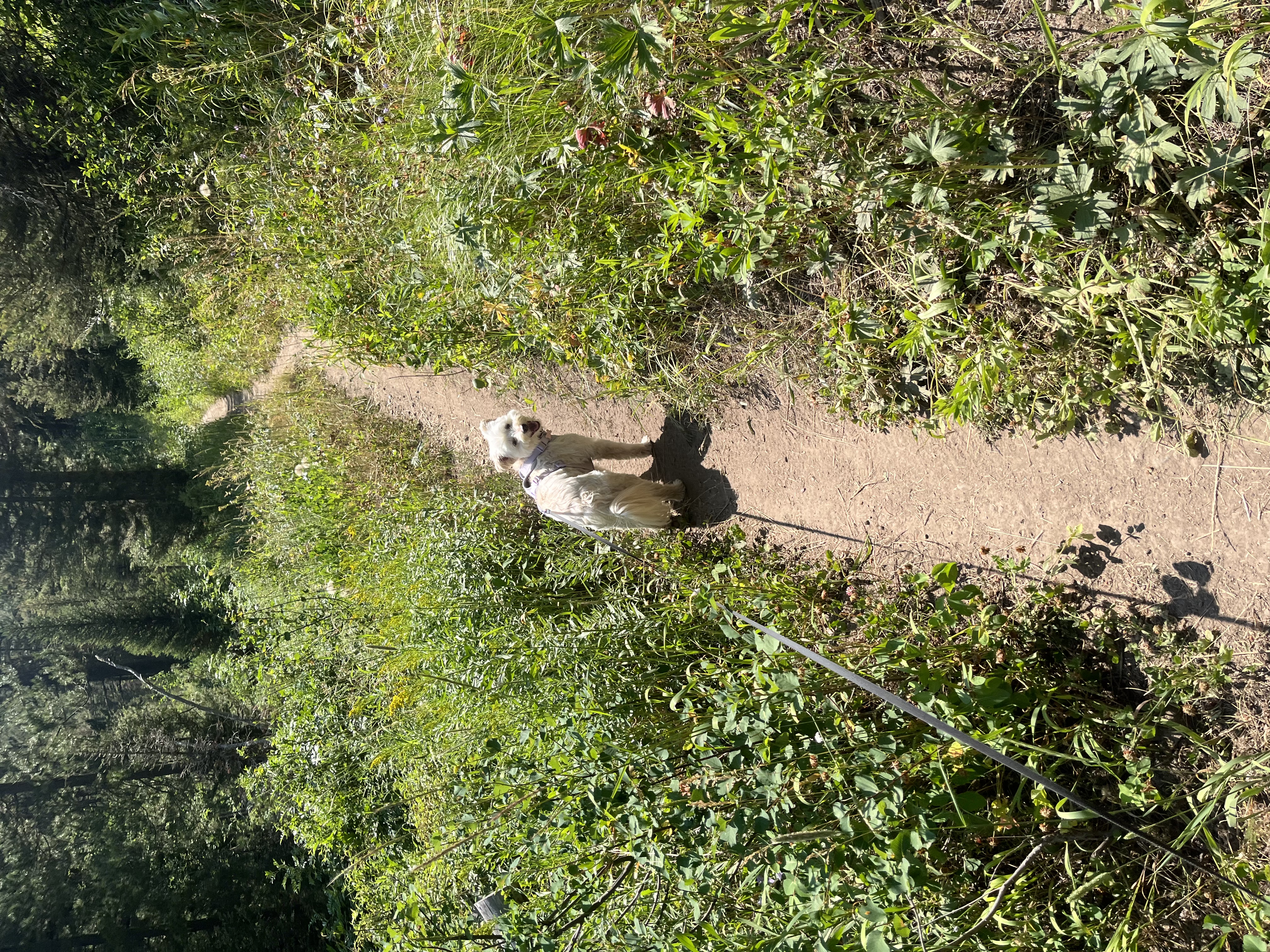 Winnie happily hiking