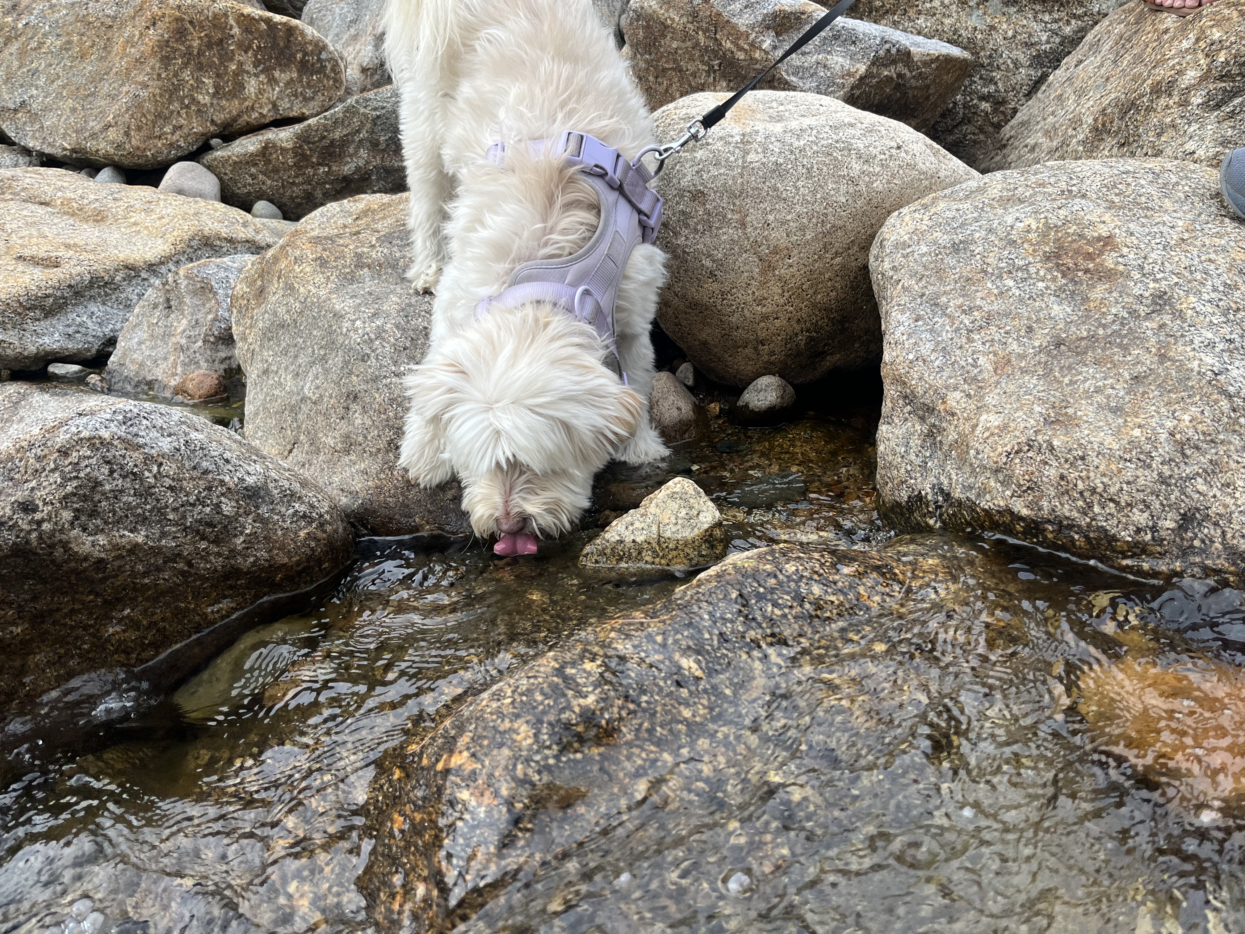 Winnie drinking