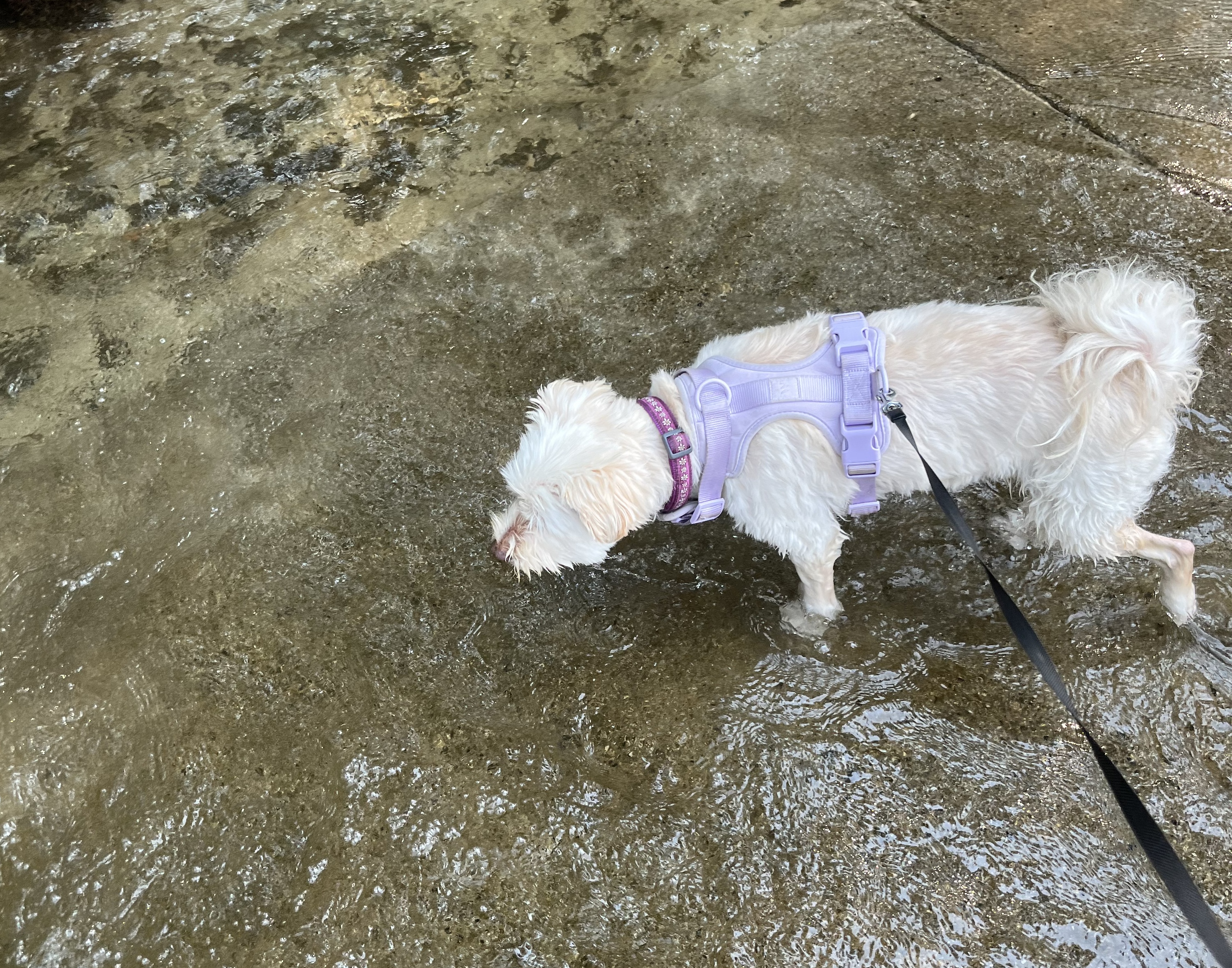 Winnie in the water