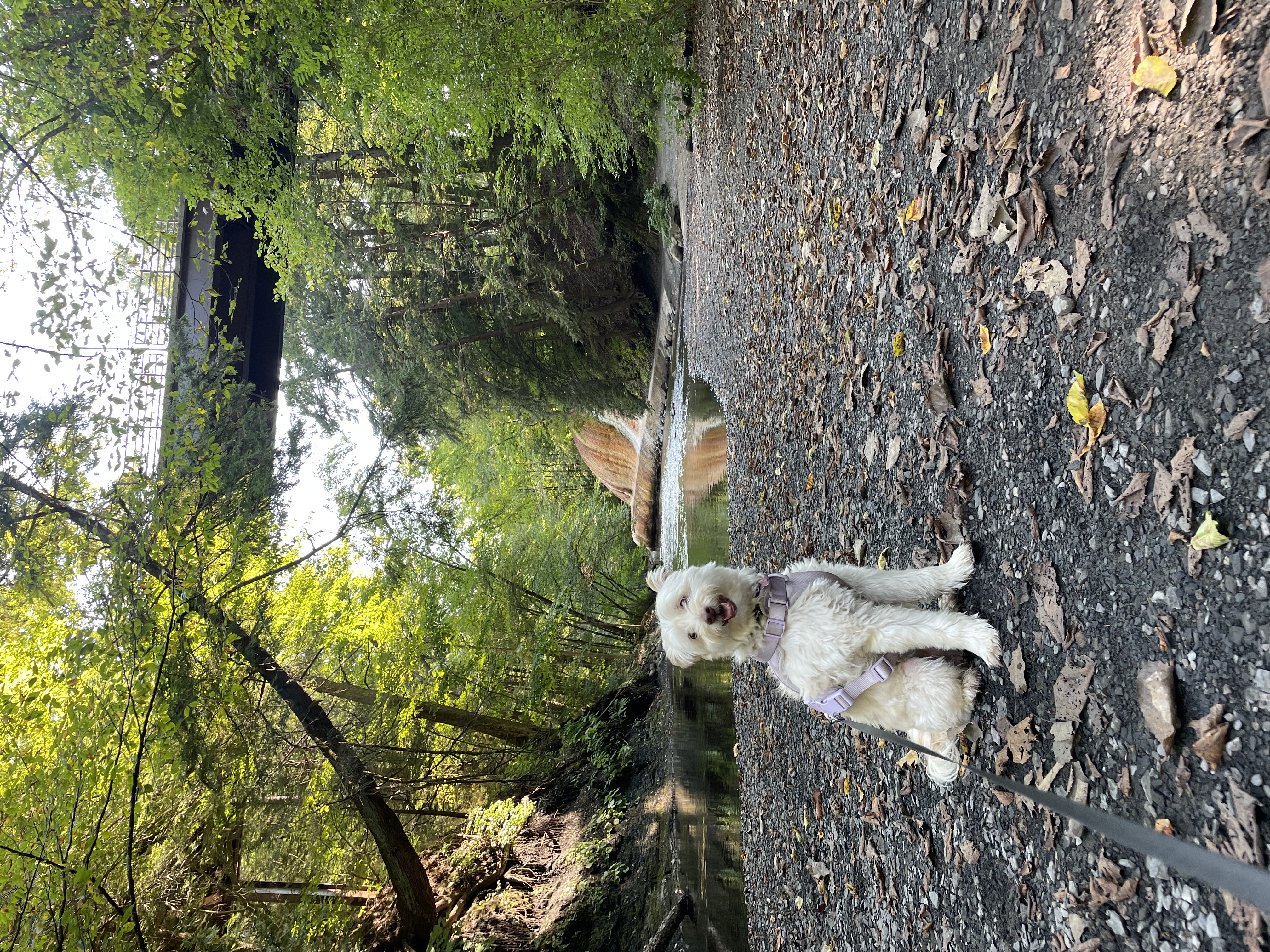 Winnie in the state park